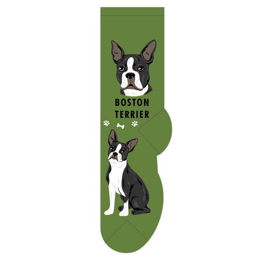 Boston Terrier